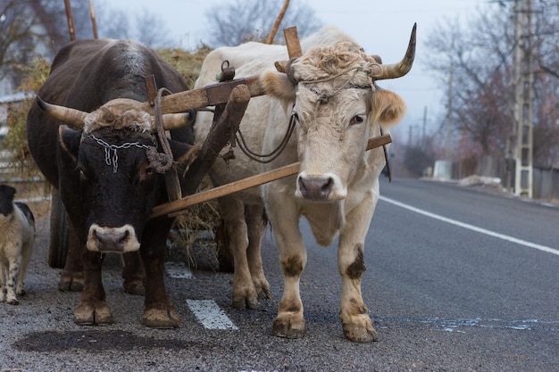 Ossen die een kar met hooi trekken langs een Roemeense weg. Hardwerkende hardwerkende dieren.