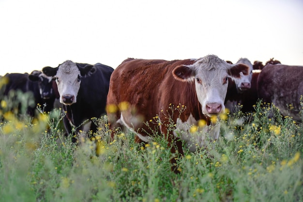 Ossen en vaarzen grootgebracht met natuurlijk gras Argentijnse vleesproductie