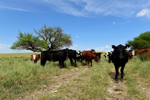 Ossen gevoed op weiland La Pampa Patagonië Argentinië