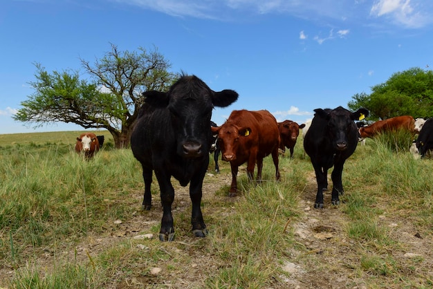 Ossen gevoed op weiland La Pampa Patagonië Argentinië