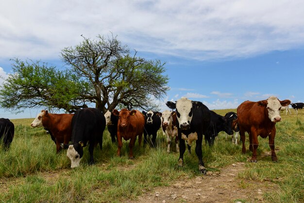 Ossen gevoed op weiland La Pampa Patagonië Argentinië