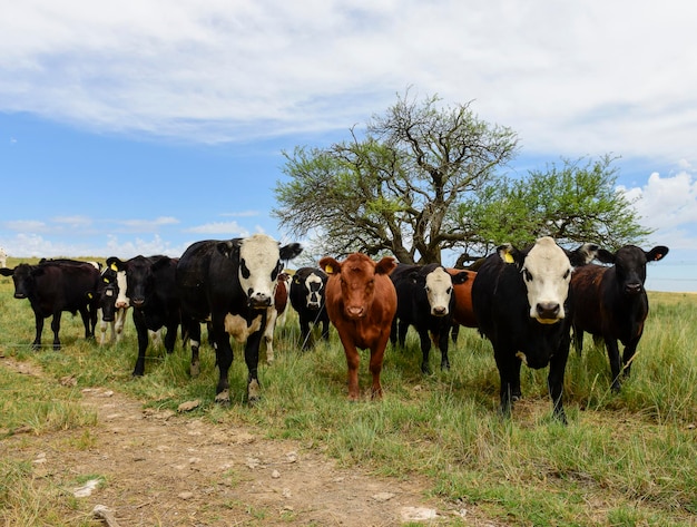 Ossen gevoed op weiland La Pampa Patagonië Argentinië