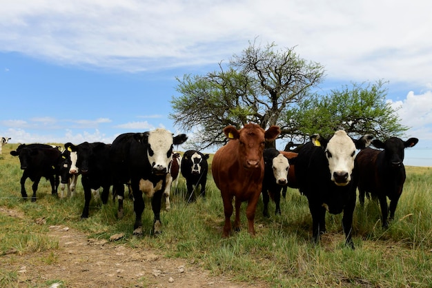 Ossen gevoed op weiland La Pampa Patagonië Argentinië