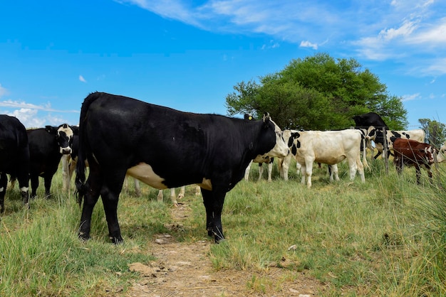 Ossen gevoed op weiland La Pampa Patagonië Argentinië