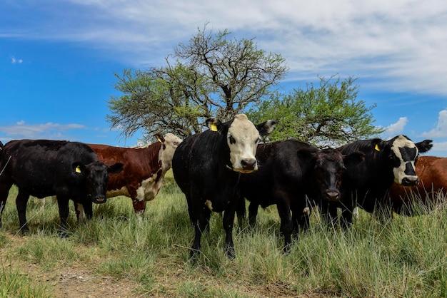 Ossen gevoed op weiland La Pampa Patagonië Argentinië