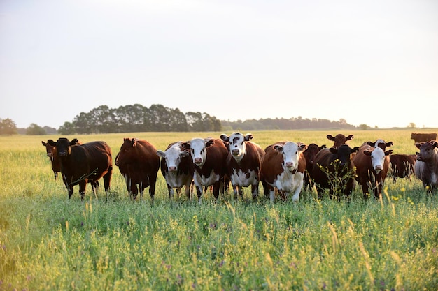 Ossen kijken naar de camera Pampas Argentinië