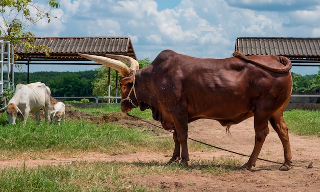 Ossen met grote hoorn die zich dichtbij jonge witte koe op de achtergrond van de landbouwbedrijfaard bevinden.