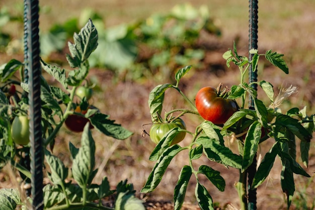 Ossenharttomaten in een ecologische tuin met mulch en biologisch afbreekbare link Solanum lycopersicum cuor di bue