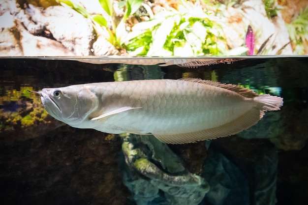 Osteoglossum bicirrhosum aravana fish in aquarium