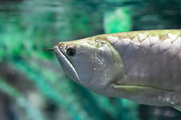 The Osteoglossum bicirrhosum silver arowana in sun light aquarium