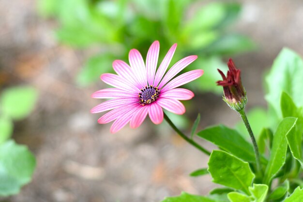 Osteospermum bekend als de madeliefje of het Afrikaanse madeliefje