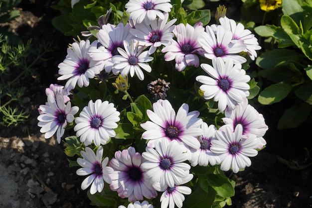 Osteospermum ecklonis 흰색과 보라색 Osteospermum 피는 연간 공장 Osteospermum 꽃이 닫힙니다.