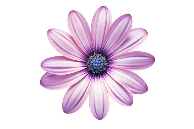 osteospermum flower tropical garden nature on white background