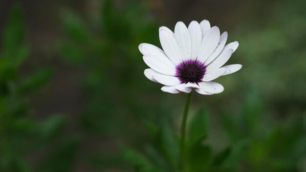 Osteospermum fruticosum 흰색 꽃과 진한 보라색 센터가 2개 가까이 있습니다.