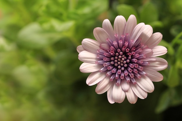 Osteospermum pink flower macro shot