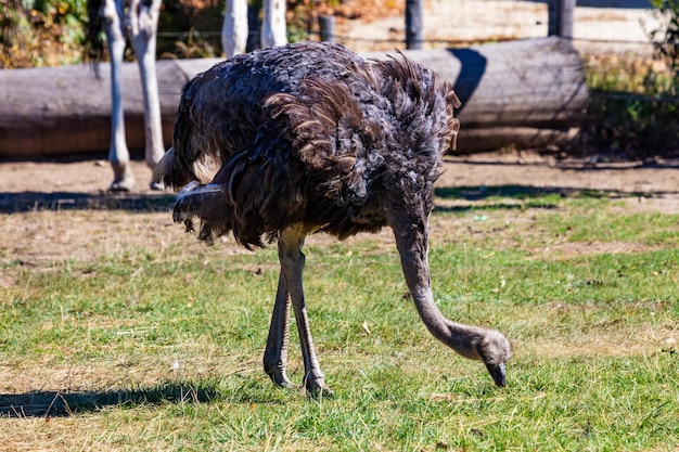 Ostrich Bird and birds Water world and fauna Wildlife and zoology