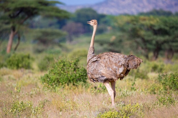 Ostrich bird stands in the middle of a grass landscape