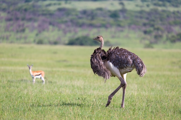 Ostrich birds grazing on the meadow in the countryside of Kenya