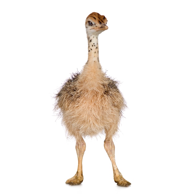 Ostrich Chick in front of a white background