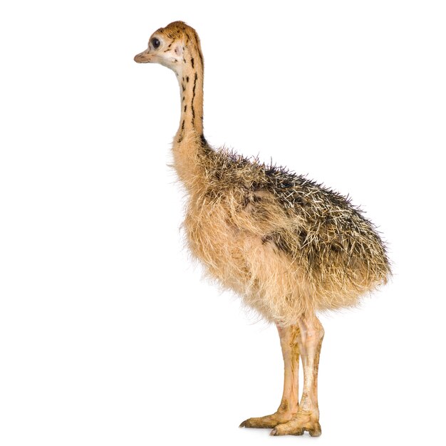 Ostrich Chick in front of a white background