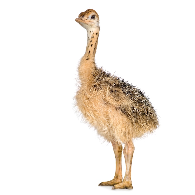 Ostrich Chick in front of a white background