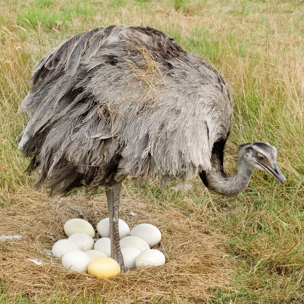 Ostrich Chick in front of a white background