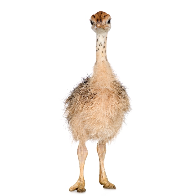 Ostrich Chick voor een witte achtergrond