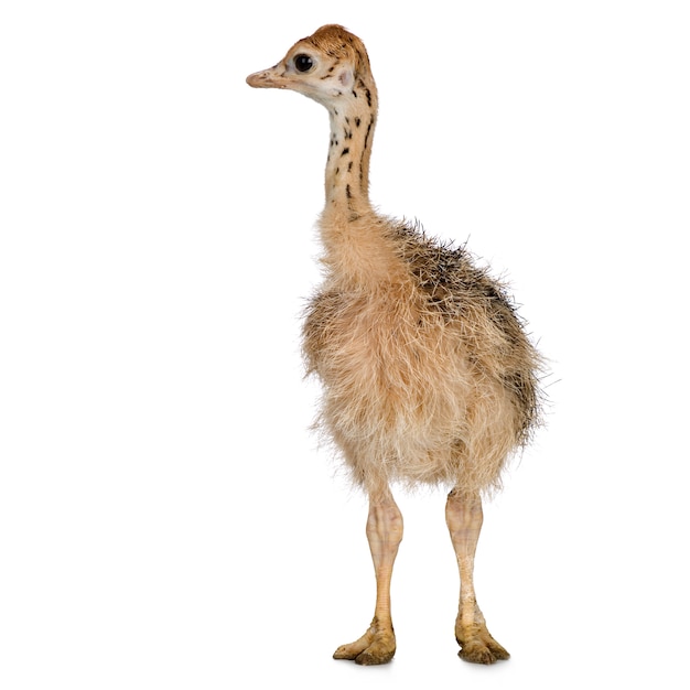 Ostrich Chick voor een witte achtergrond