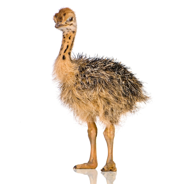 Ostrich Chick voor een witte achtergrond