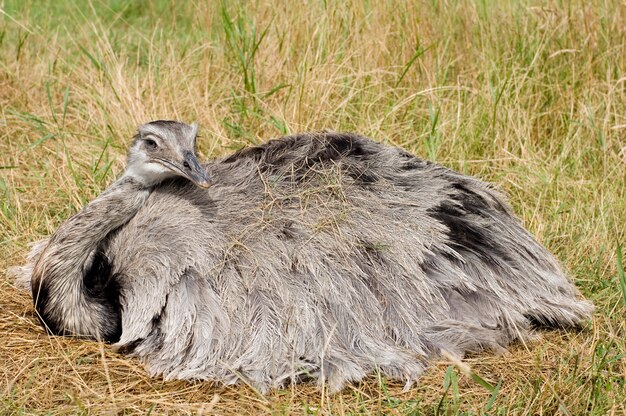 Ostrich Chick voor een witte achtergrond