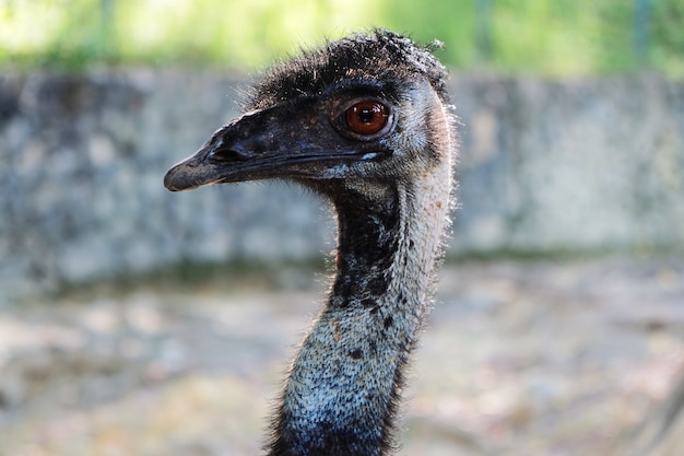 Ostrich, close up of the head