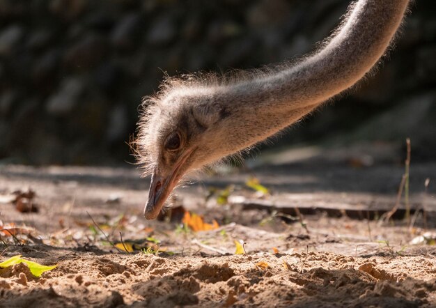 Ostrich closeup in the sand looking for food