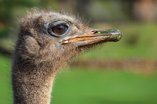 The ostrich or common ostrich is a species of large flightless birds native to Africa