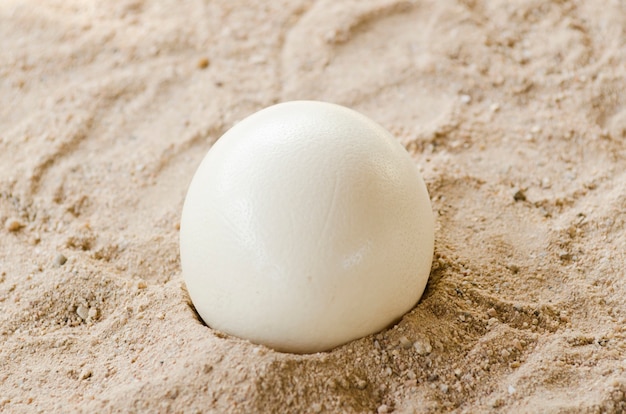 Ostrich eggs on sand background