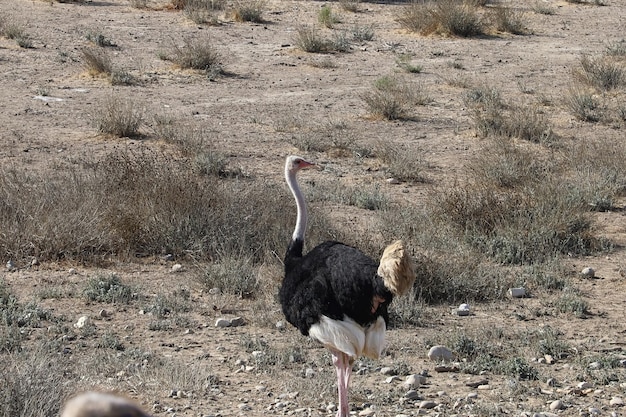 Ostrich and Emu in Solvang California