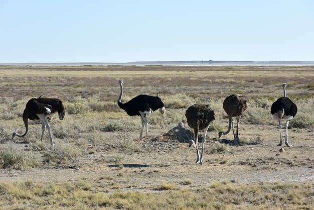 Ostrich Etosha Namibia