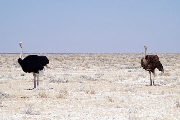 Страус в национальном парке Этоша - Намибия
