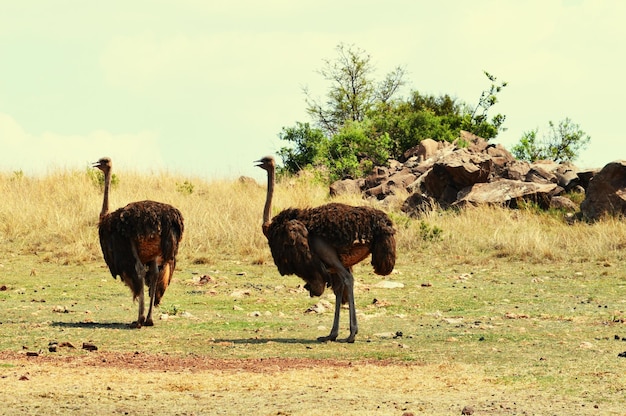 Ostrich on field against sky in south africa