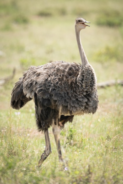 Photo ostrich on field