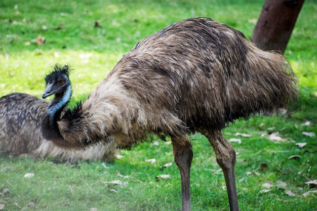 Photo ostrich in the forest