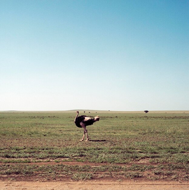 Photo ostrich on grassy bird against clear sky