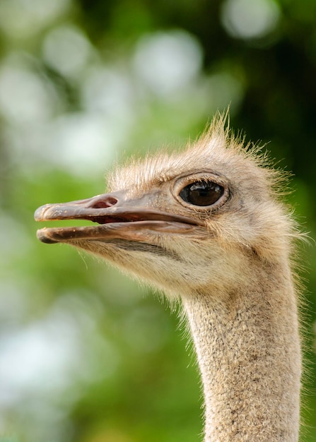 Ostrich head on the backdrop with blurred foliage