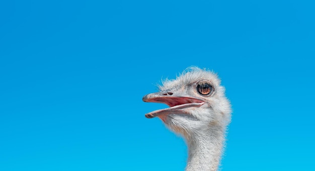 Photo ostrich head over blue clear sky closeup with copy space for text advertising space