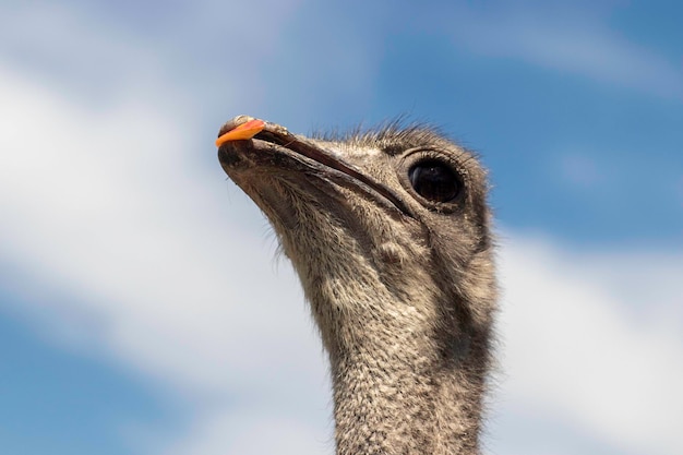 ostrich head close up, ostrich under blue sky