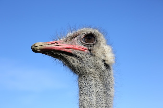 Ostrich head close-up on the sky