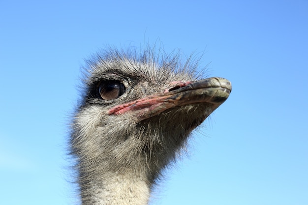 Ostrich head close-up on the sky