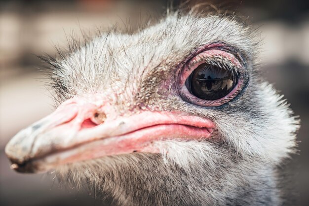 Ostrich head closeup