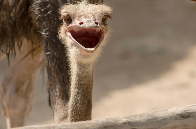 Ostrich head closeup