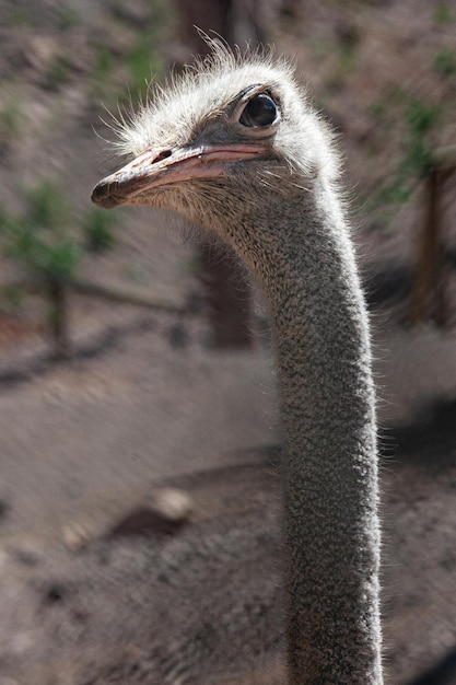деталь головы и шеи страуса