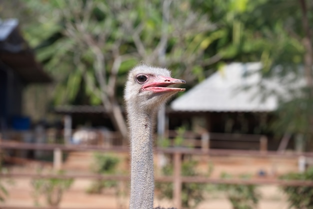 Ostrich head With a blurry farm